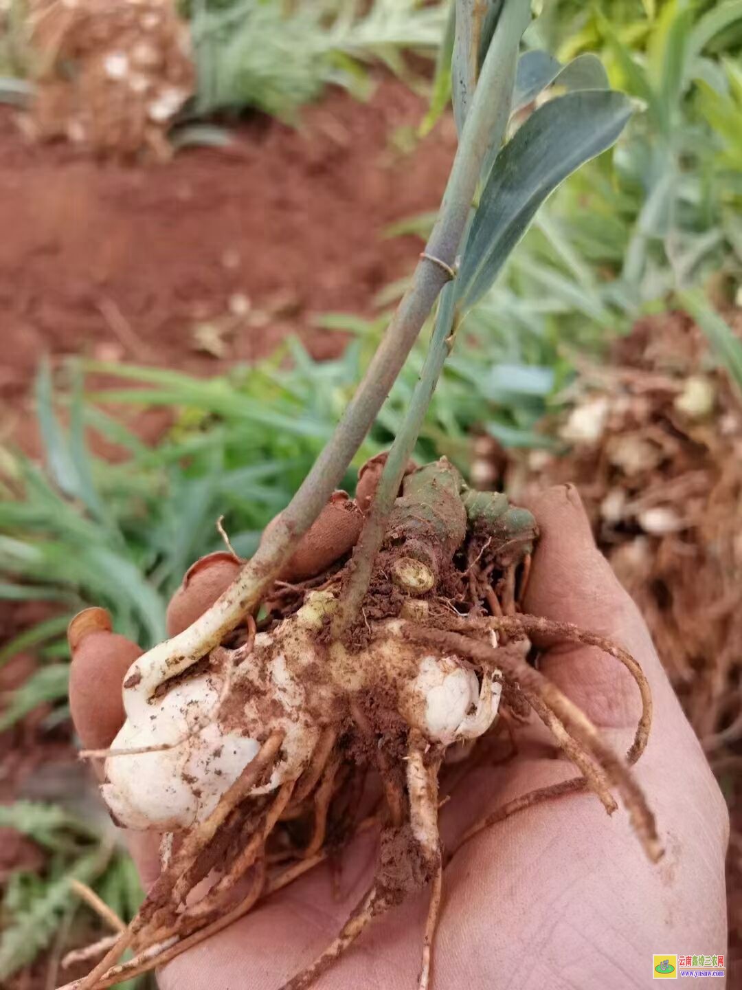 广西富川黄精苗价格 滇黄精苗种植方法 滇黄精苗木繁殖的方法