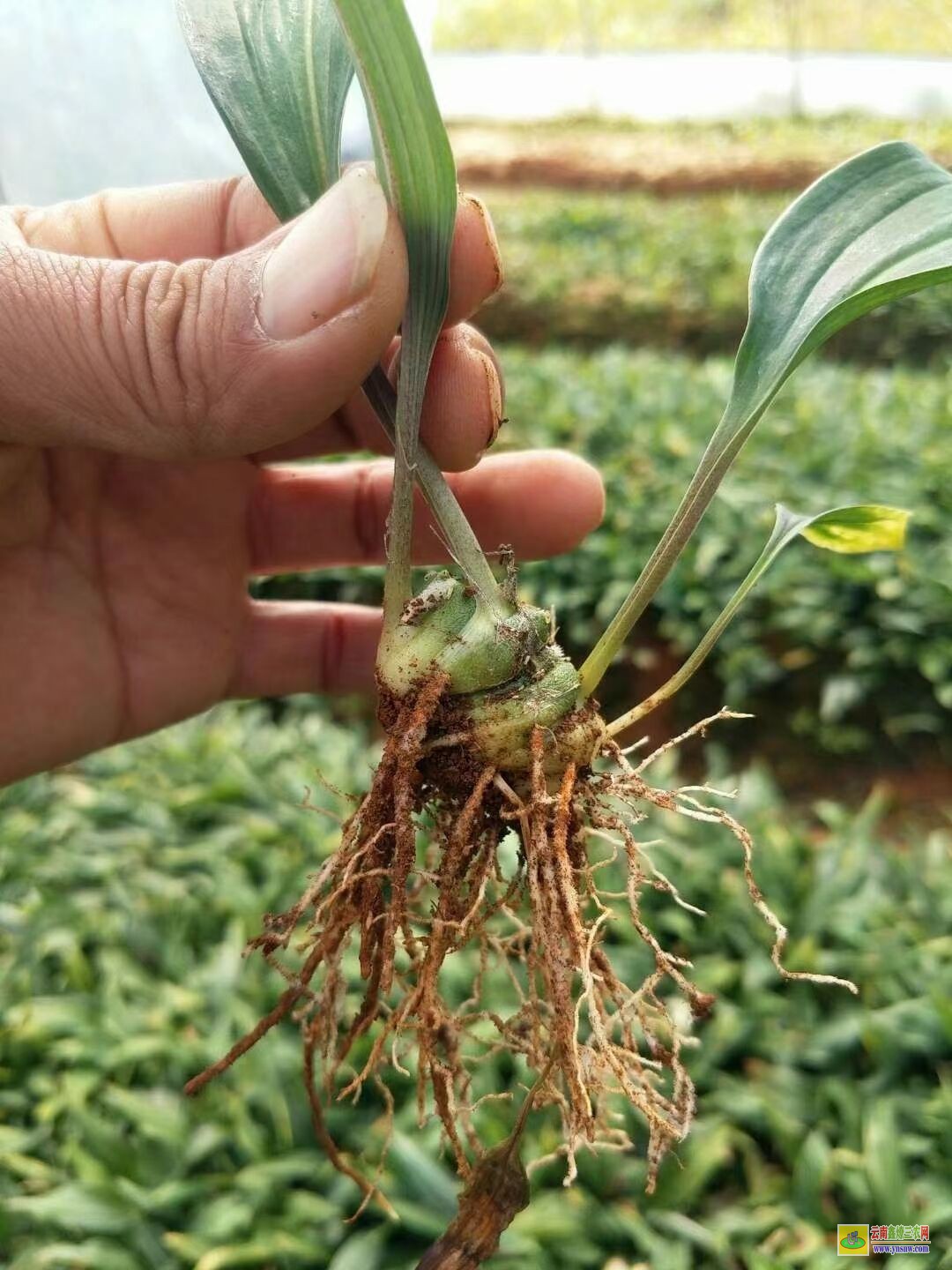 广西西林黄精苗价格 滇黄精苗种植方法 滇黄精苗木繁殖的方法