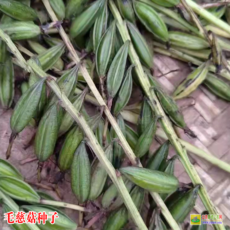 四川新都毛慈菇苗图片 独蒜兰毛慈菇 毛慈菇苗怎么培植