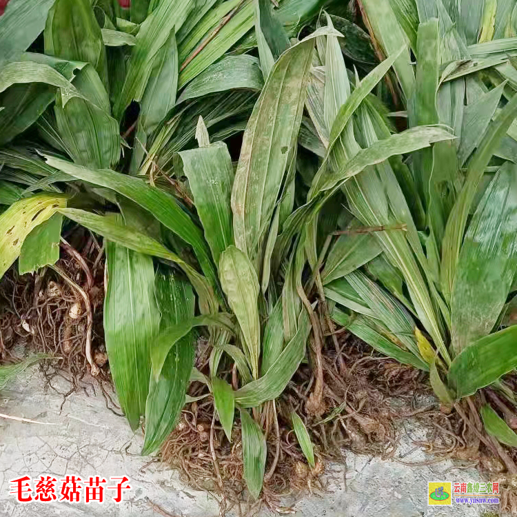 四川新都毛慈菇苗图片 独蒜兰毛慈菇 毛慈菇苗怎么培植