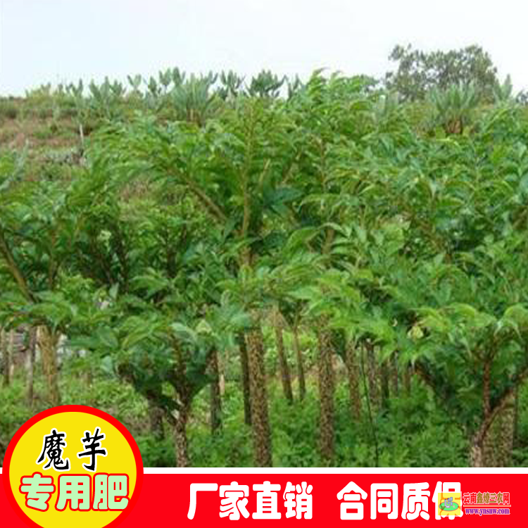 云南芒市魔芋花种子 魔芋种子种植 魔芋种子一斤多少钱