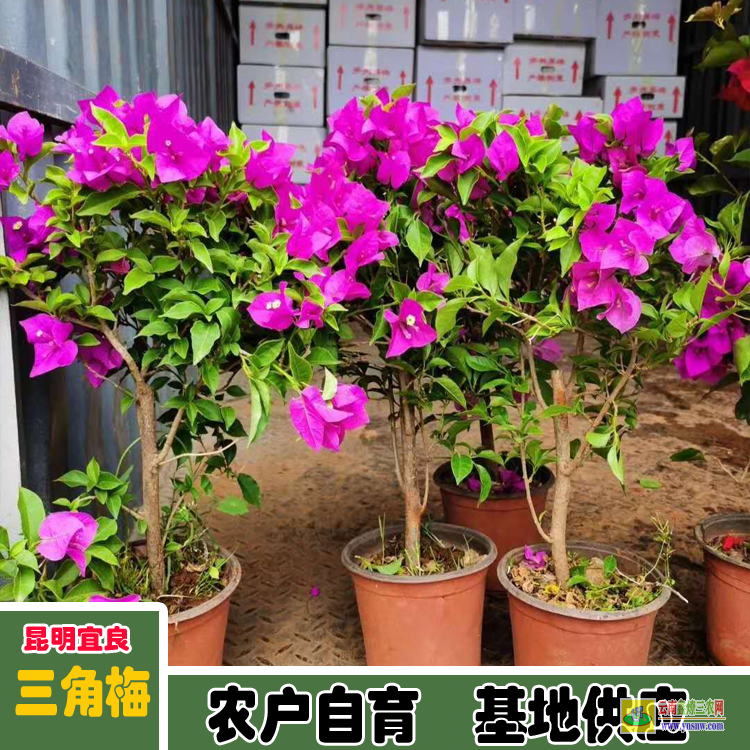 福建连江云南三角梅价格 巴西三角梅价格三角梅造型价格