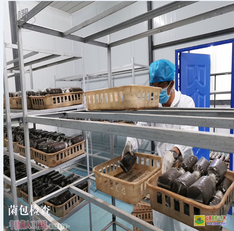 福建上杭羊肚菌养殖 羊肚菌种植 羊肚菌种植技术培训
