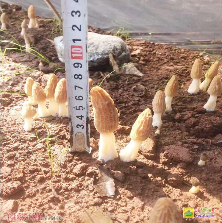 内蒙古乌审旗羊肚菌养殖 羊肚菌种植培训 绵阳羊肚菌种植基地