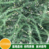 黔南龙里目前天冬的市场价多少 东营批发天冬聚脲防腐涂料 鄂州天冬种苗基地批发