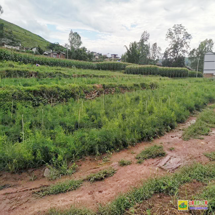 甘孜巴塘哪种药材国家紧缺需大量种植 怀化天冬种苗基地批发 重庆天冬苗批发价