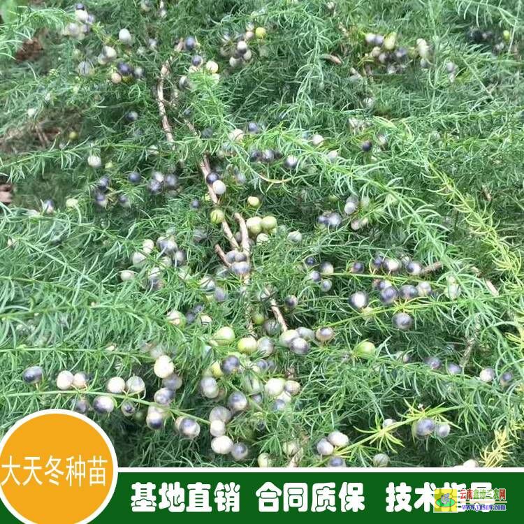 南宁西乡塘哪种药材国家紧缺需大量种植 商洛天冬树苗批发价格 重庆天冬苗批发价