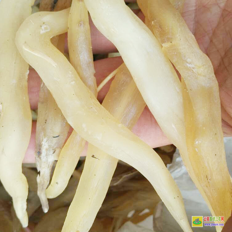 红河石屏哪种药材国家紧缺需大量种植 芜湖批发天冬聚脲地坪涂料 重庆天冬苗批发价