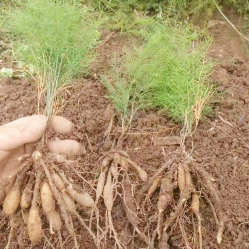 遵义汇川一亩天冬利润多少钱 衡阳批发天冬聚脲工程车辆涂料 重庆天冬苗批发价