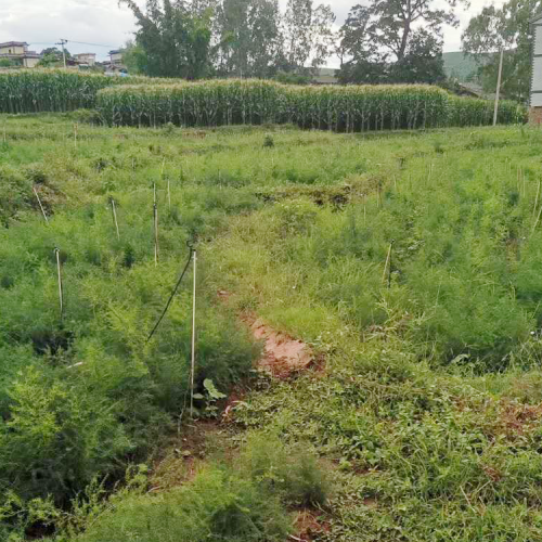 甘孜稻城小天冬批发 衡阳天冬种苗基地批发 渭南天冬种苗基地批发