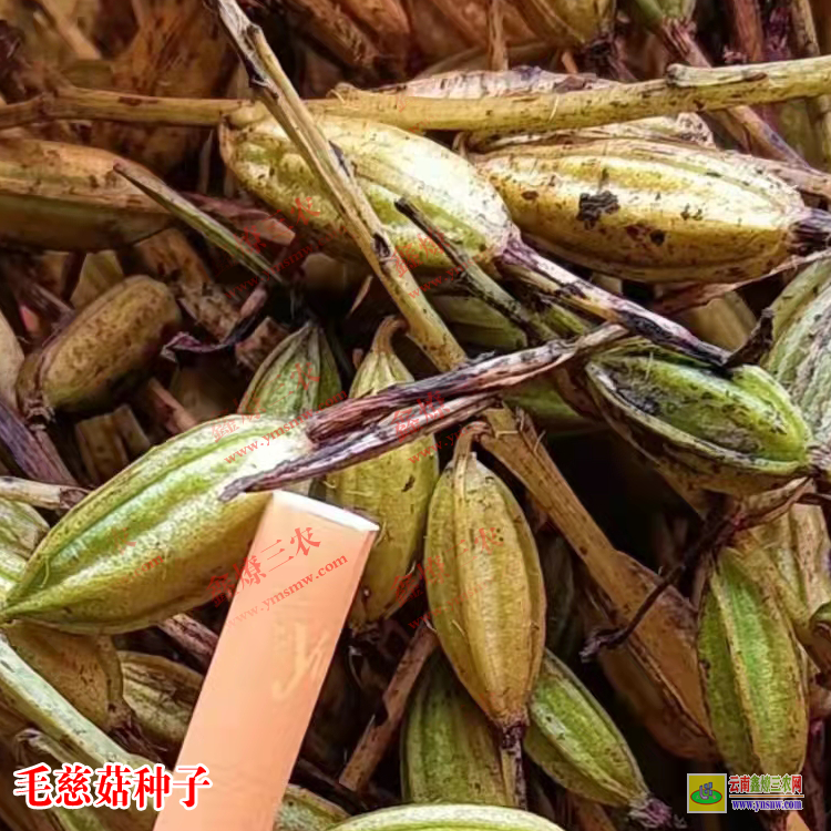 四川彭山毛慈菇苗多少钱一棵 毛慈菇苗价格 毛慈菇苗子图片