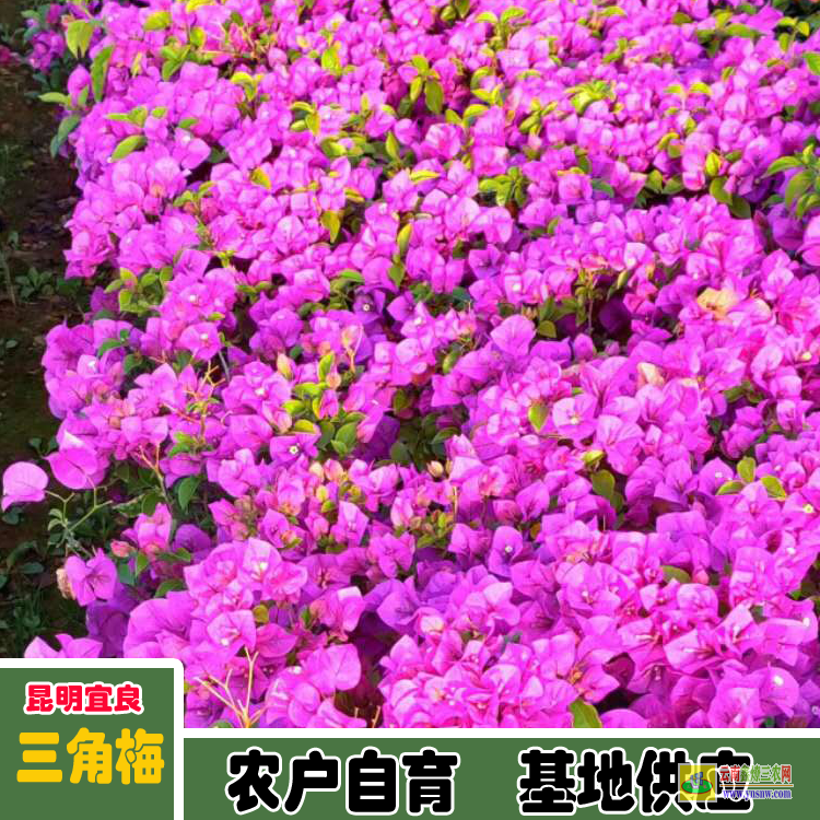 福建福清云南三角梅价格 宜良重瓣三角梅苗价格 南宁三角梅价格