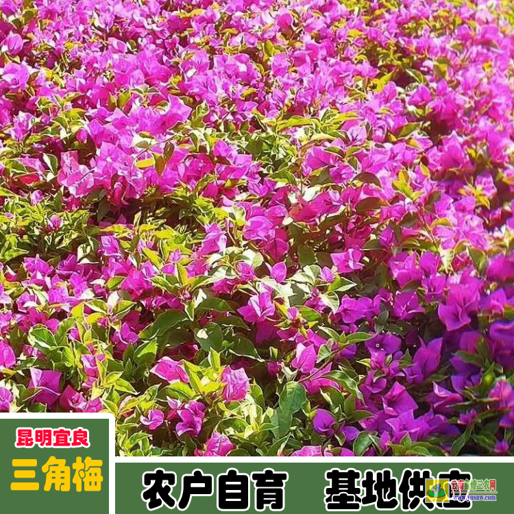 福建南安云南三角梅价格 三角梅批发价格 三角梅造型价格