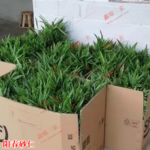 东川砂仁苗批发 广东砂仁苗 哪里有砂仁苗出售