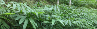 峨山阳春春砂仁苗价格 砂仁苗卖 哪里有砂仁苗出售