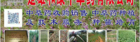 地参的种植方式，利润前景及2022年地参的市场行情
