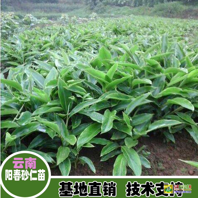 广东雷州云南砂仁苗 广西的砂仁苗 广西砂仁苗
