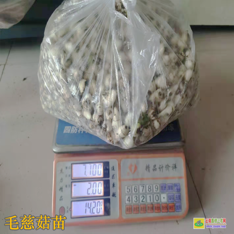 广西容县毛慈菇苗图片 独蒜兰毛慈菇 毛慈菇苗怎么培植