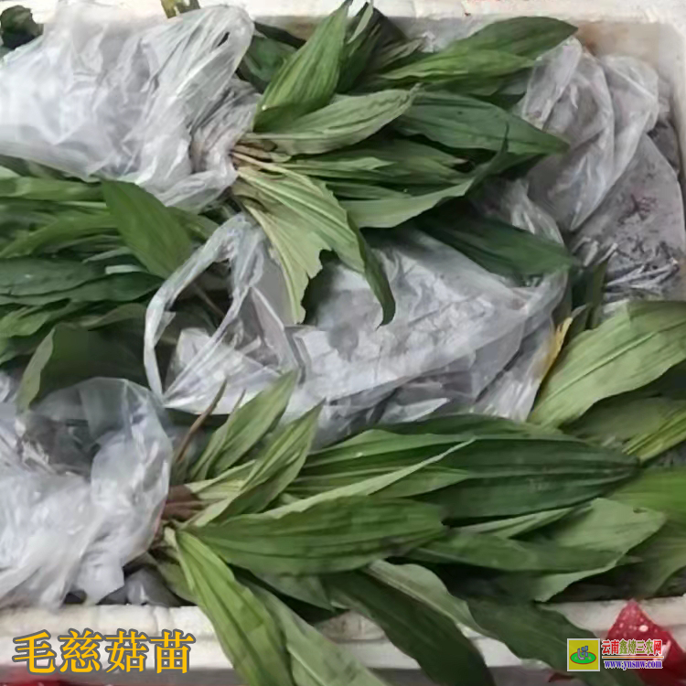四川威远独蒜兰苗怎么保存 毛慈菇苗价格 毛慈菇苗子图片