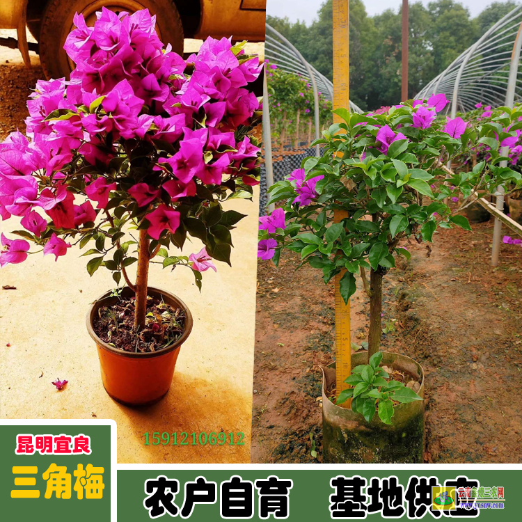 海南秀英云南三角梅价格 三角梅批发价格 三角梅造型价格