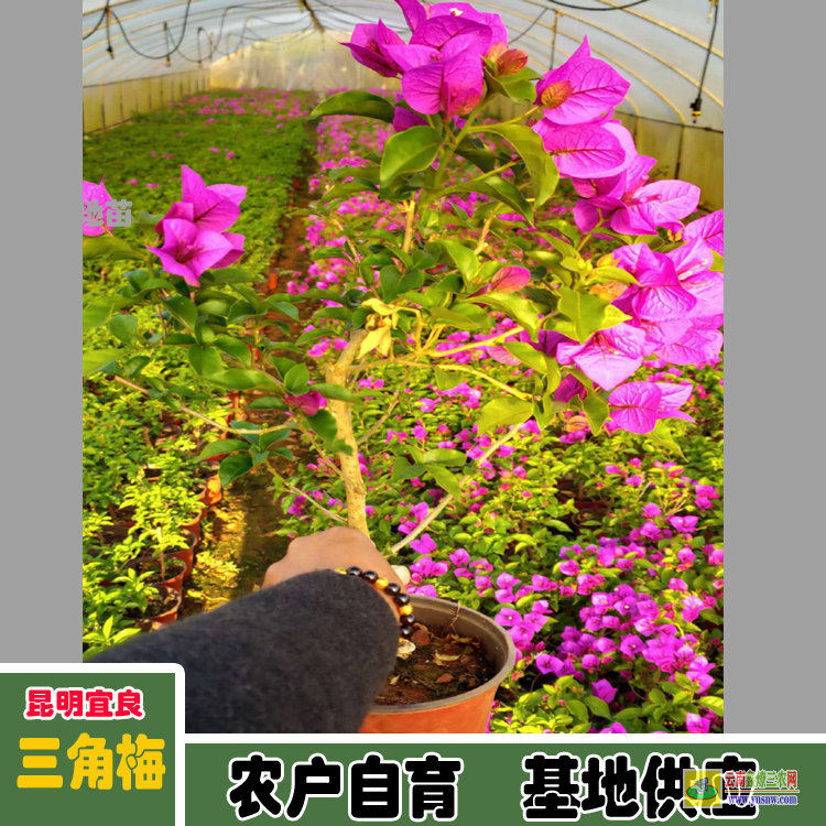 福建安溪三角梅小苗价格 宜良重瓣三角梅苗价格 南宁三角梅价格