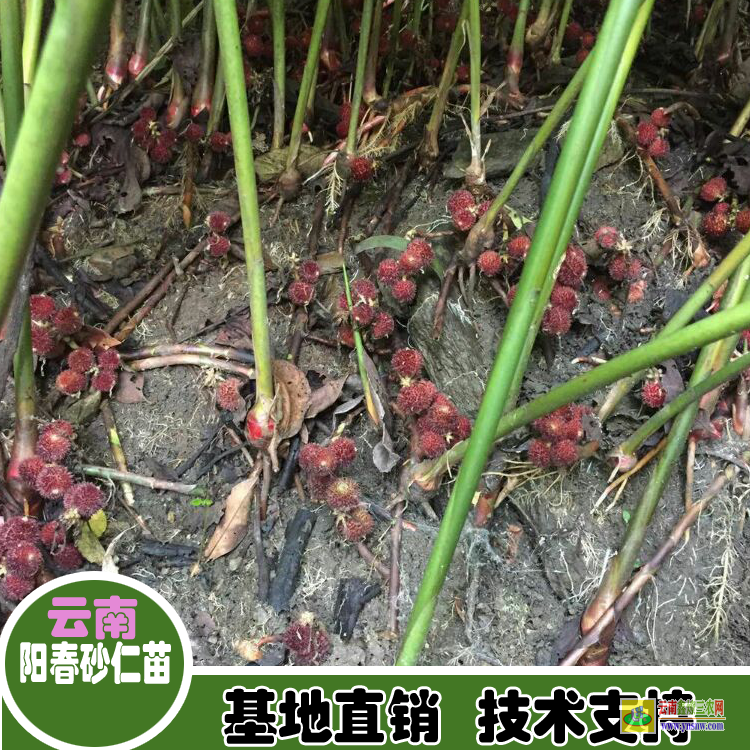 广东高明云南砂仁苗 砂仁苗卖 广西砂仁苗