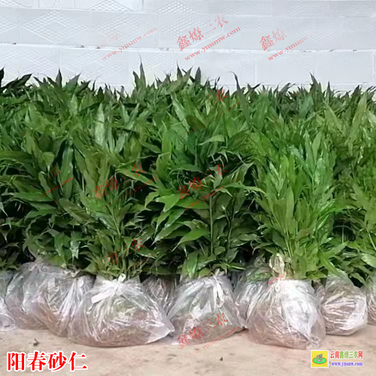 云南易门云南砂仁苗 砂仁苗出售 连环砂仁苗
