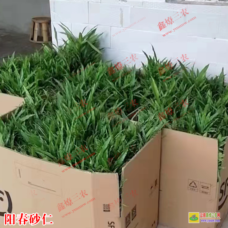 云南景洪云南砂仁苗 广西的砂仁苗 哪里有砂仁苗出售