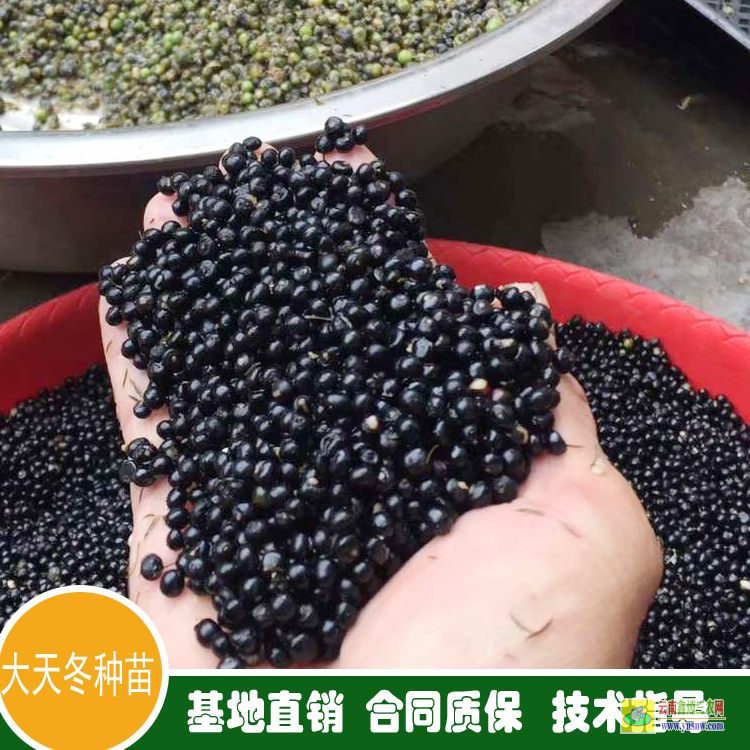 广东化州天冬苗多少钱一株 天冬苗多少钱一棵 天冬苗育苗技术