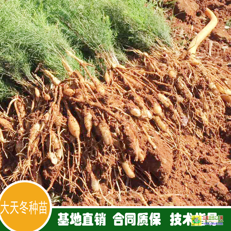 宜昌夷陵天冬苗多少钱一株 天冬苗后专用除草剂用什么 天冬苗育苗技术