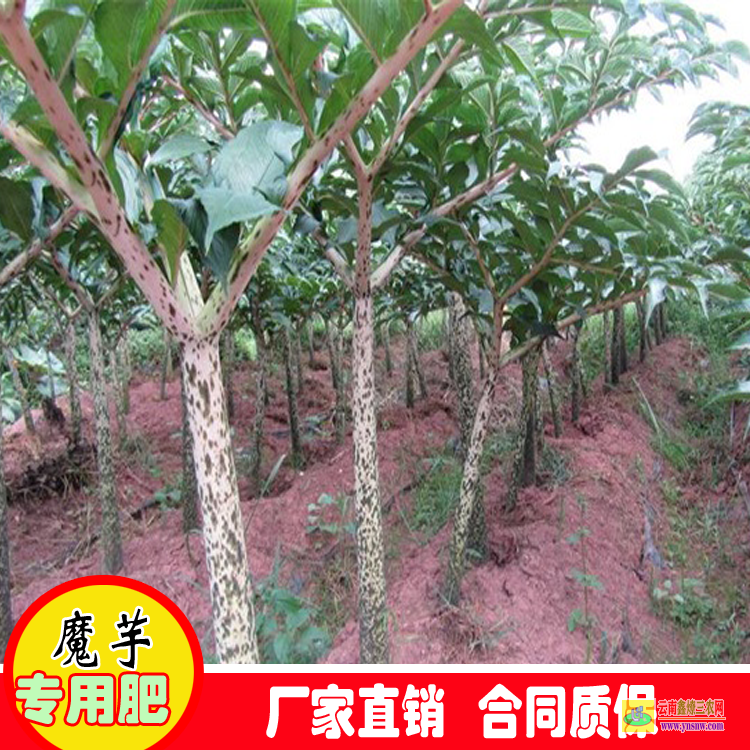 云南永仁魔芋种子多少钱一吨 魔芋种子种植 四川魔芋种子批发价格