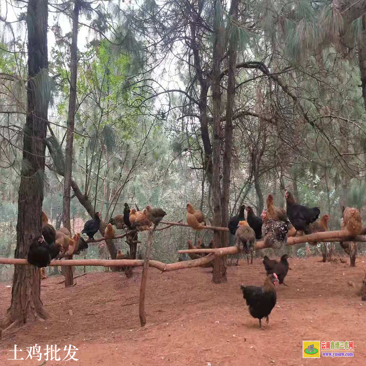 昭通鲁甸笨鸡苗 鸡苗养殖 鸡苗价格