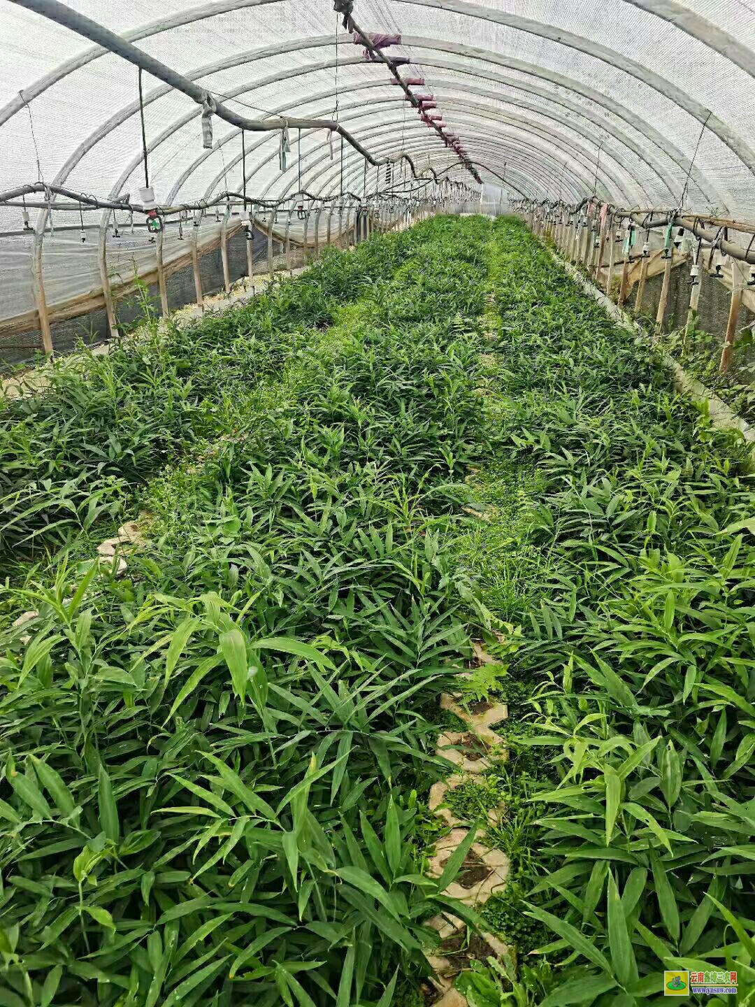 安徽谯城黄精老苗 鸡头黄精苗种子 滇黄精苗木繁殖的方法
