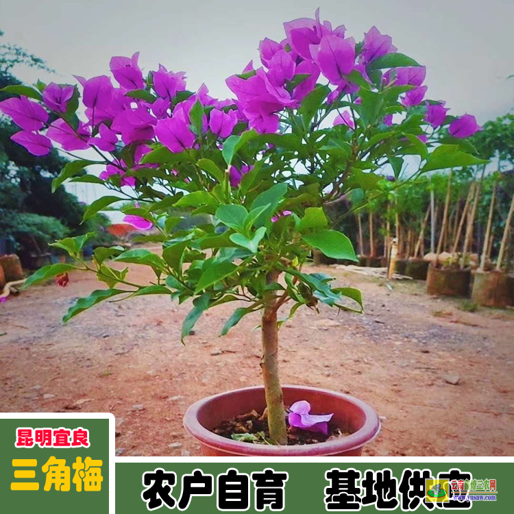 福建建瓯海口三角梅的价格 宜良重瓣三角梅苗价格 三角梅盆栽价格