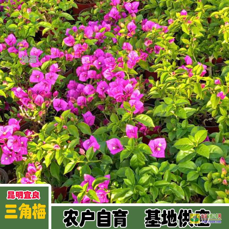 福建漳浦云南三角梅价格 三角梅批发价格表 三角梅造型价格