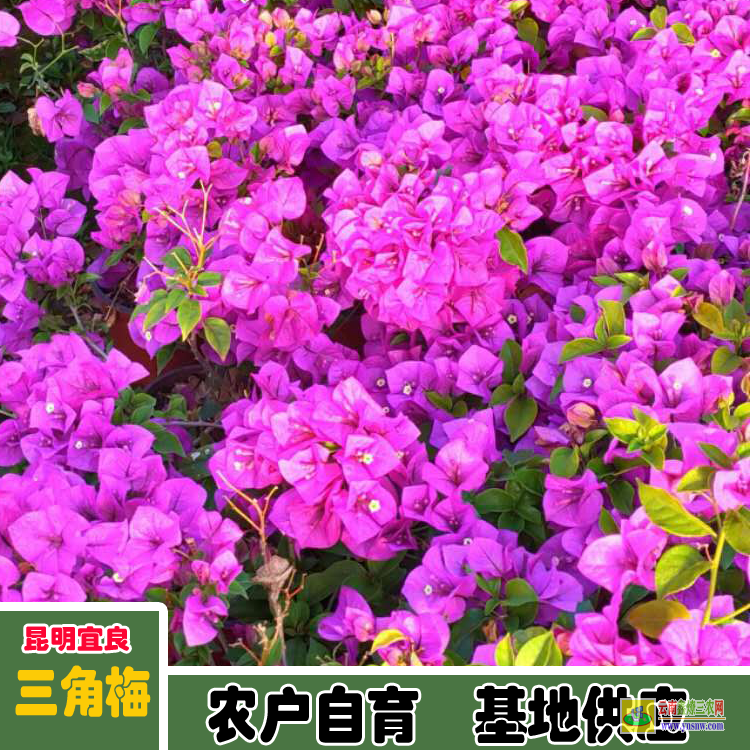 福建闽侯五色三角梅价格 三角梅老桩价格 三角梅的价格表