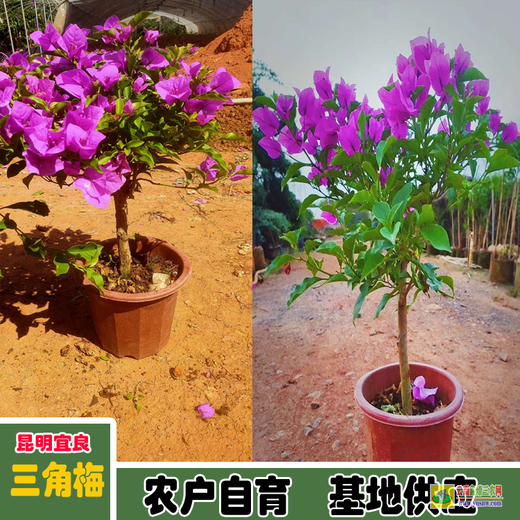 福建连城三角梅小苗价格 宜良重瓣三角梅苗价格 南宁三角梅价格