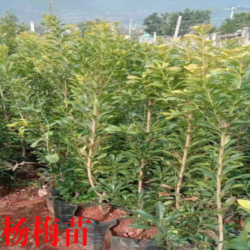 仙居杨梅苗 贵州杨梅苗 余姚杨梅苗 哪里有杨梅苗 四川杨梅苗