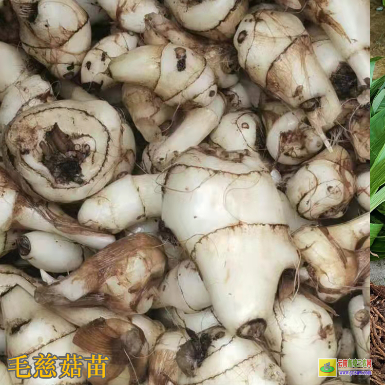 广东和平独蒜兰苗价格 毛慈菇价格干货多少一公斤 毛慈菇价格2021恩施