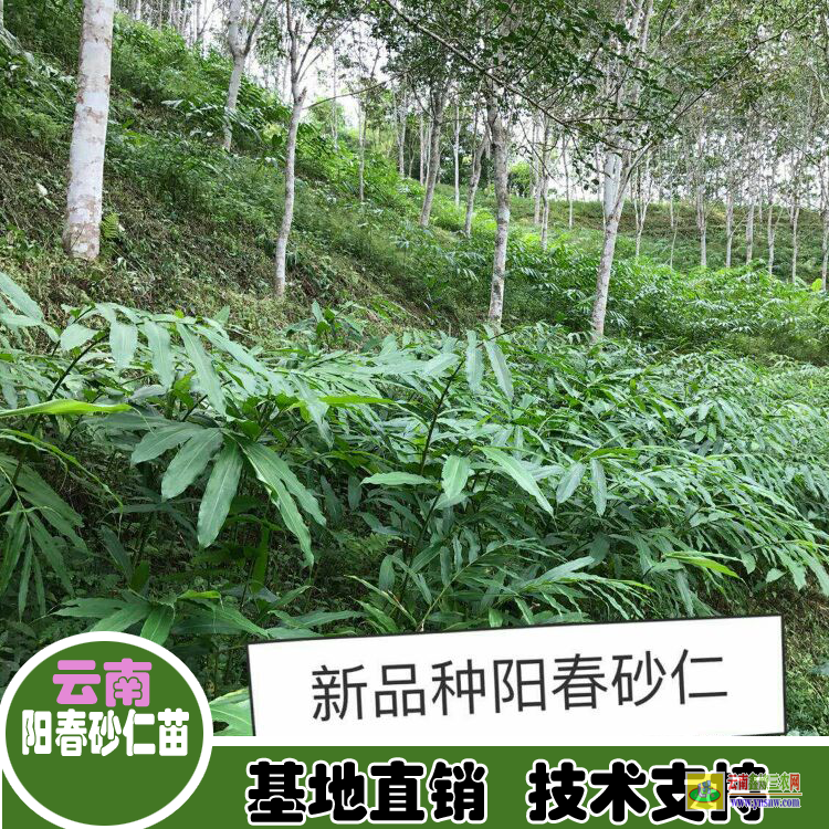 云南元谋福建有砂仁苗 砂仁苗卖 哪里有砂仁苗出售