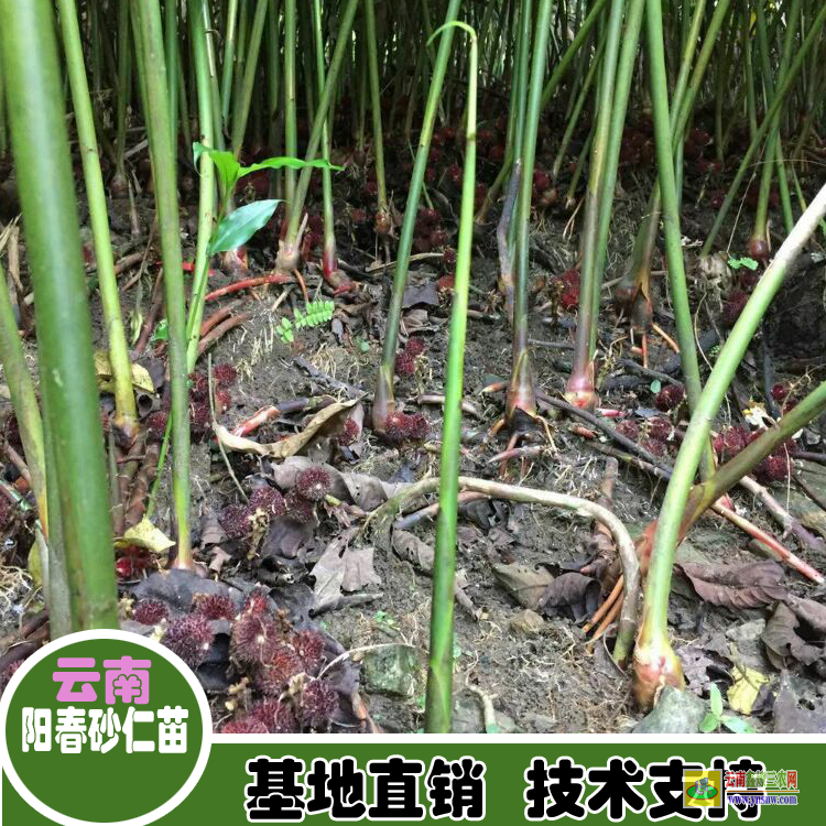 广东博罗云南砂仁苗 砂仁苗出售 广西砂仁苗