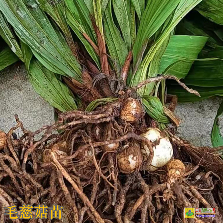荆门掇刀毛慈菇鲜货价格 毛慈菇价格有什么功效 毛慈菇价格2021恩施