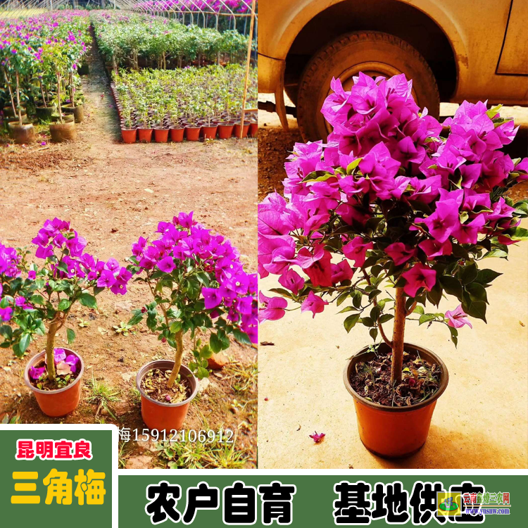 镇康海口【三角梅】的价格 四川三角梅价格 三角梅的价格表