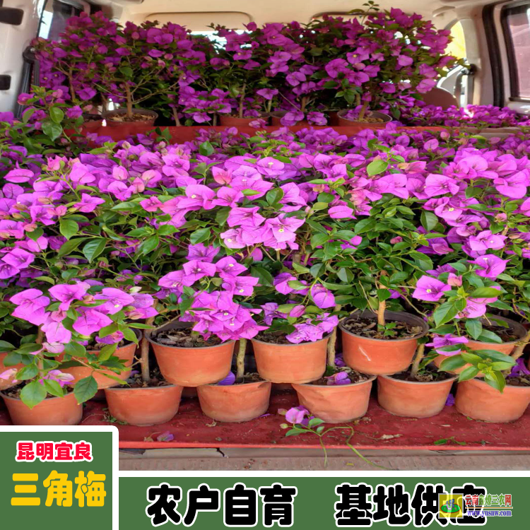 威信?？凇救敲贰康募鄹?巴西三角梅价格 三角梅的价格表