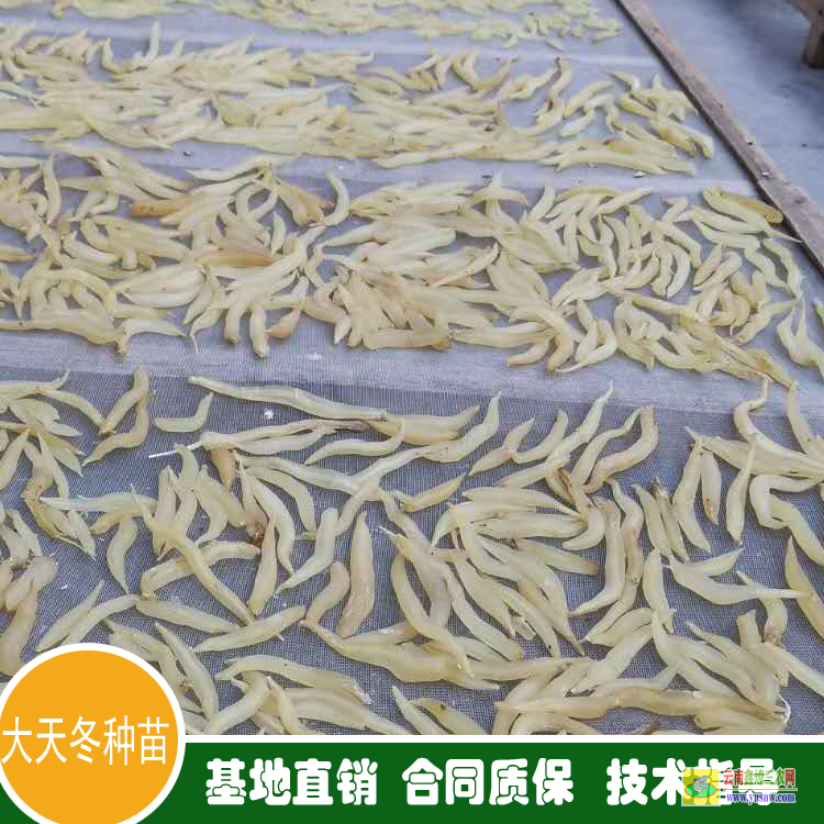 广安广安天冬价格一斤多少钱|天冬价格表|未来10大暴利种植