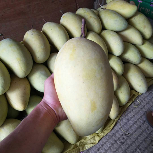 广西梧州大芒果苗批发 红贵妃芒果苗基地 青芒果苗批发