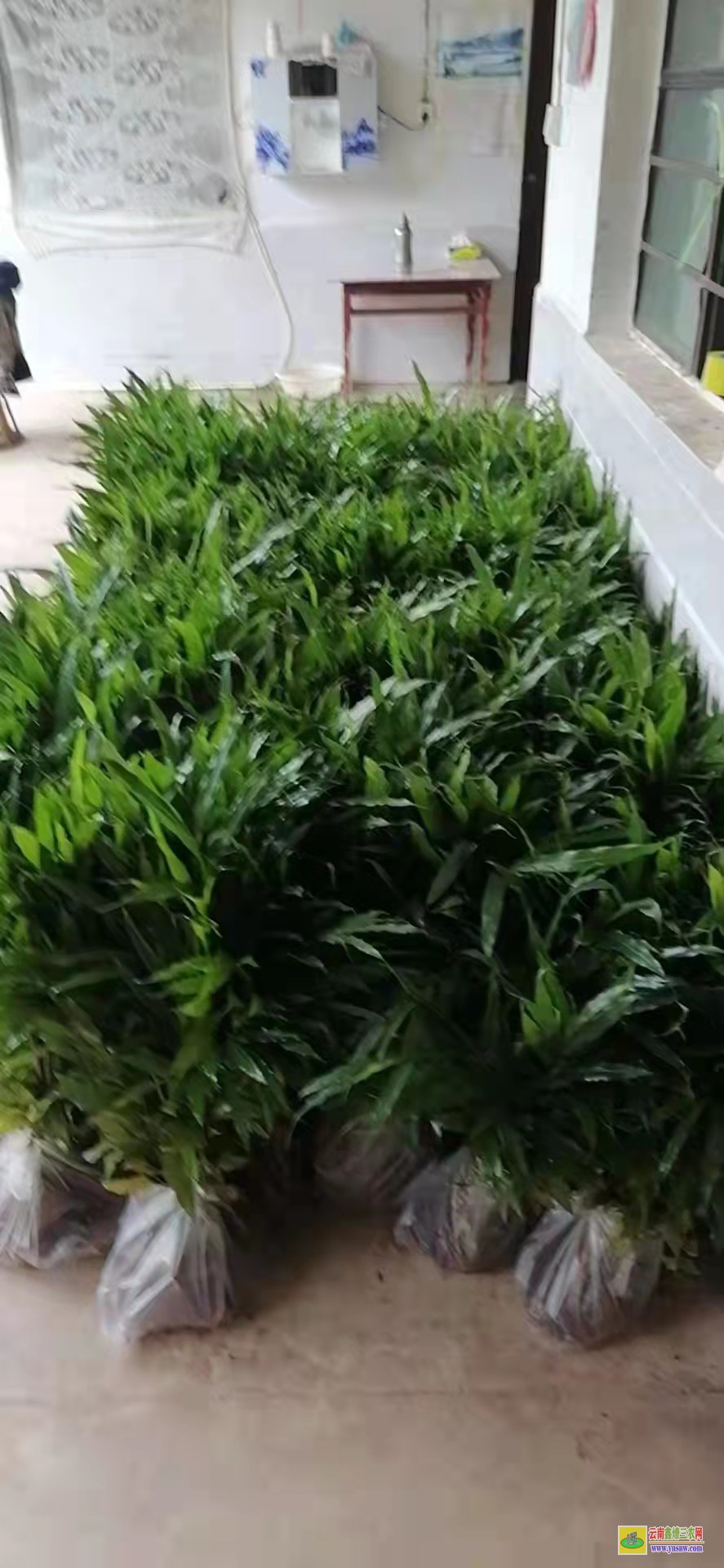 红河开远哪里★砂仁苗批发 香砂价格行情 产地砂仁市场报价中心