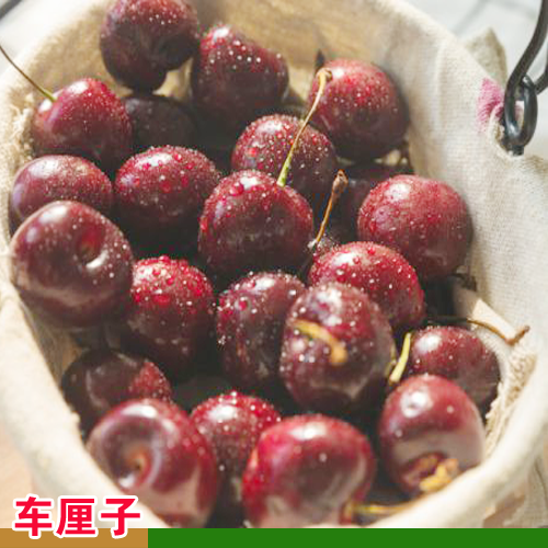 内江车厘子树苗价格 车厘子树苗几月种植 重庆车厘子树苗基地