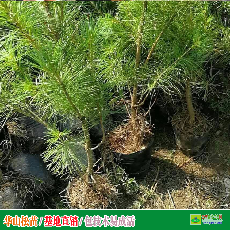 红河开远华山松苗木价格 华山松苗木图片 华山松苗木图片
