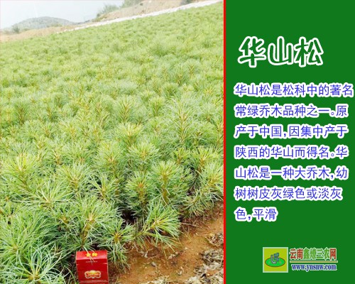 昭通鲁甸华山松苗多少钱一棵 华山松苗木批发基地 华山松苗木图片